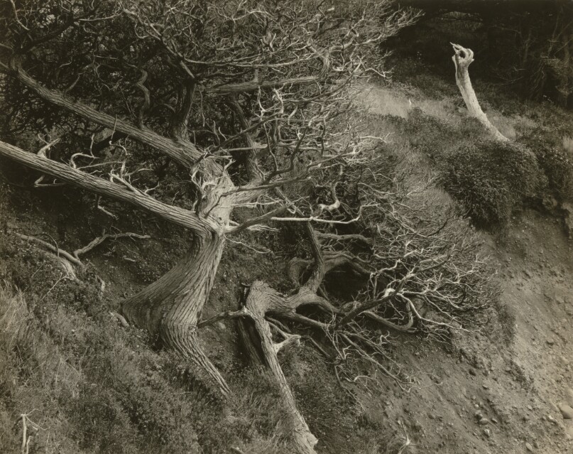 Cypresses, Point Lobos
