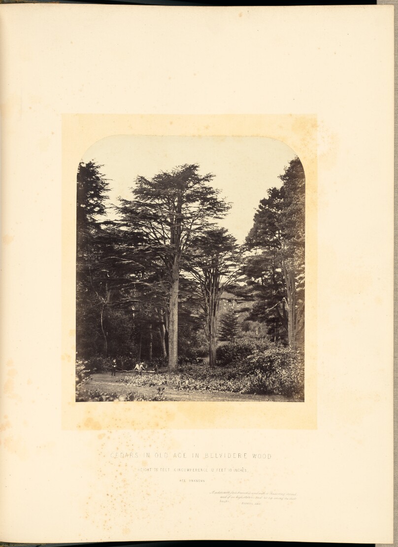 Cedars in Old Age in Belvidere Wood