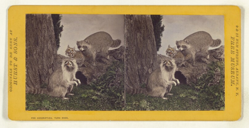 Class I, Order III, Carnivora. Family Ursidae. The Raccoon...