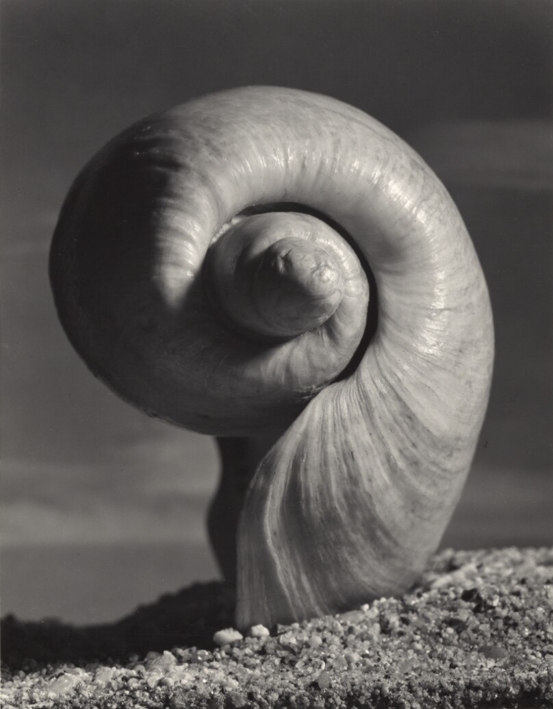 Organic Shell