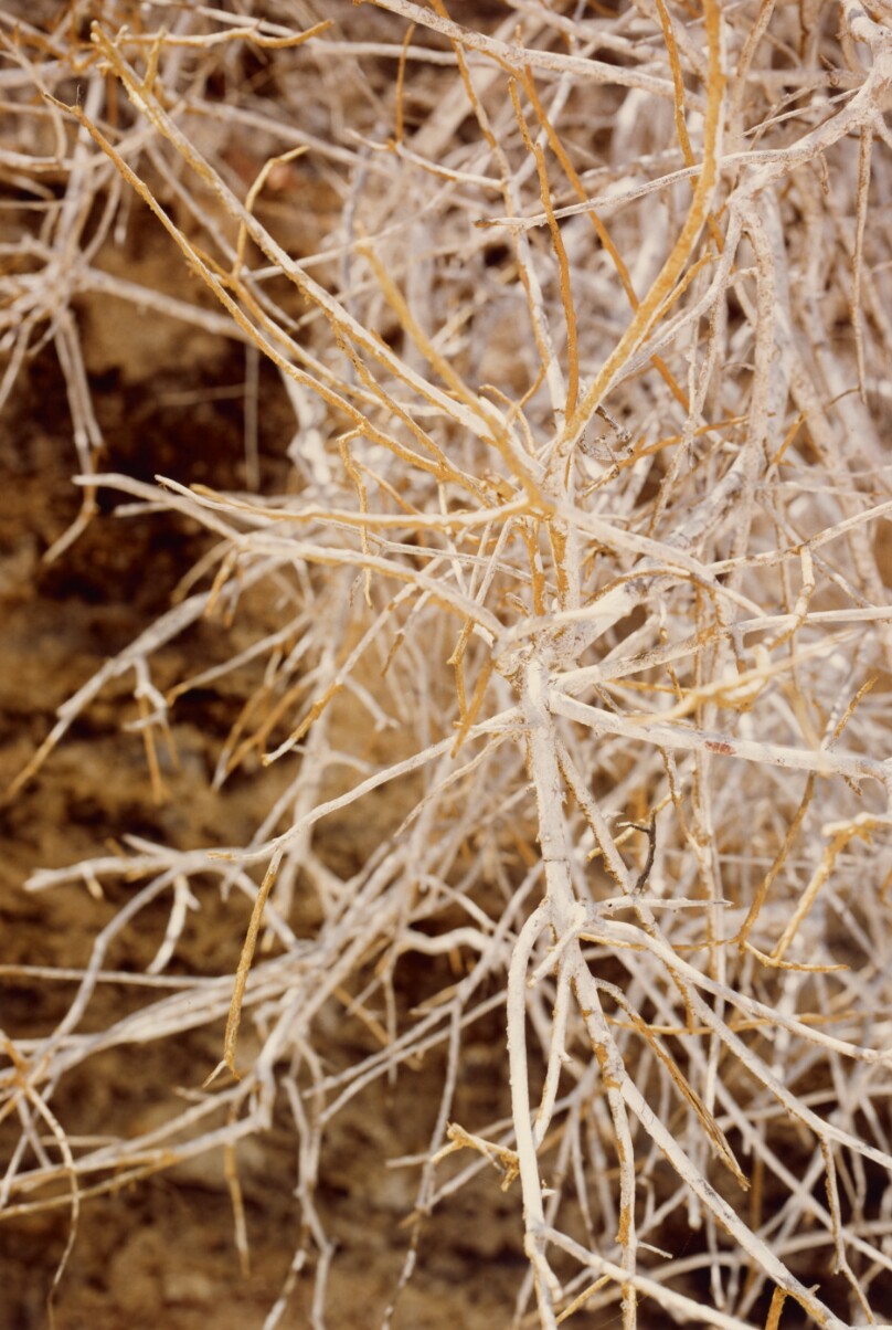 [Branch Study]