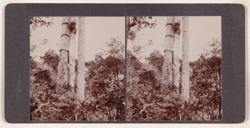 [Detail of tall tree trunk in a forest] (recto); [People in a Model-T driving through the Wawona Tree at Mariposa Grove] (verso)