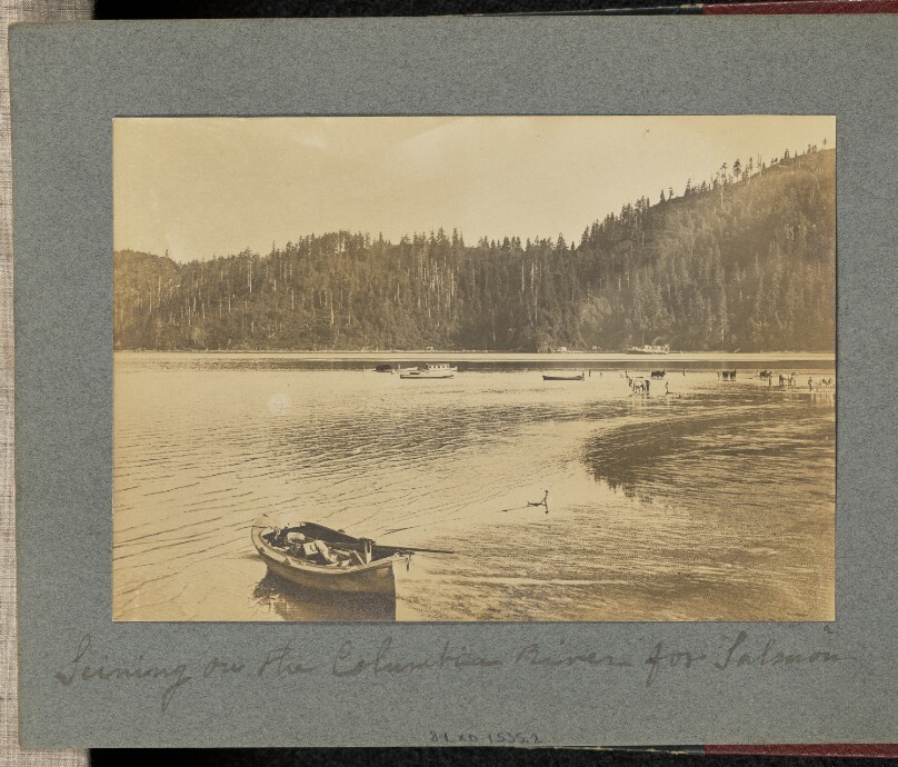 Seining on the Columbia River for Salmon
