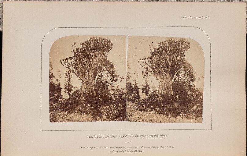 The "Great Dragon Tree" at the Villa de Orotava