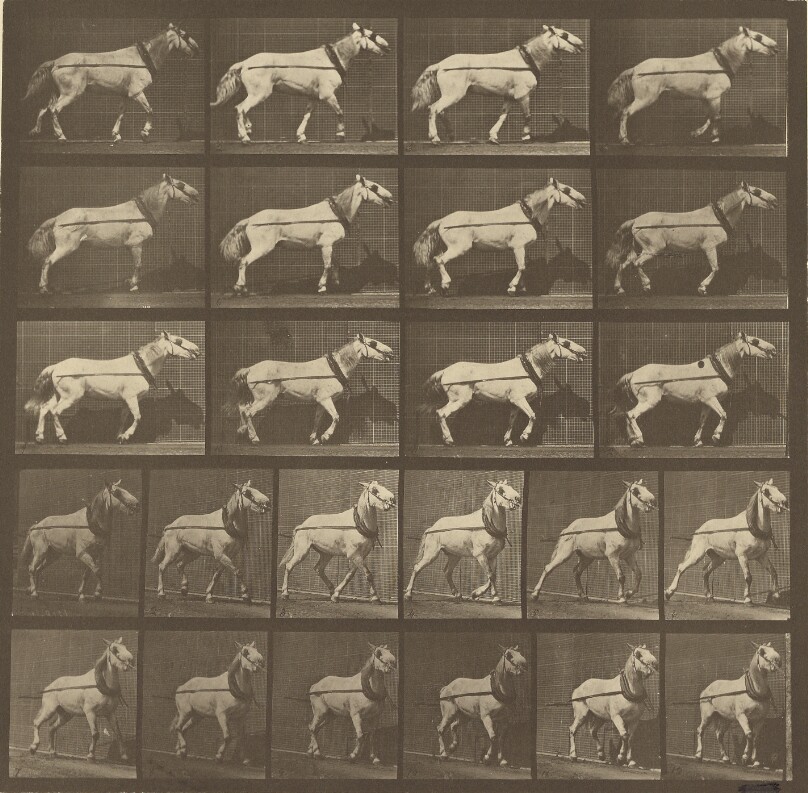 Animal Locomotion
