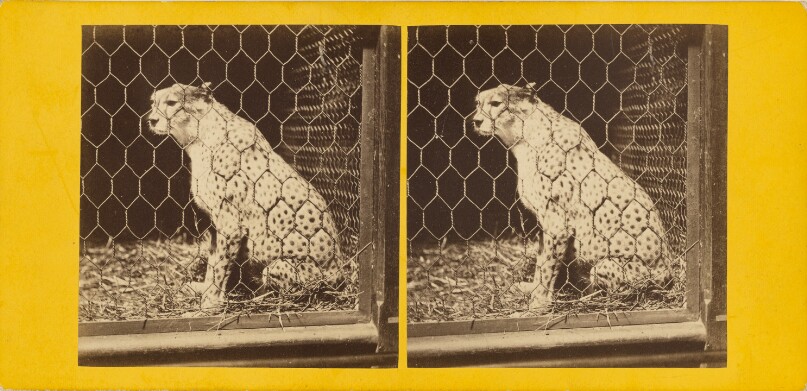 The South African Cheetah. (Felis Jubata.)