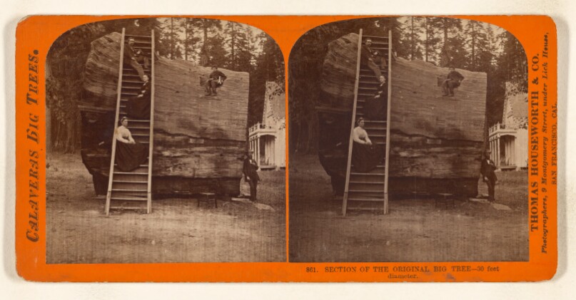Section of the Original Big Tree - 30 feet diameter.