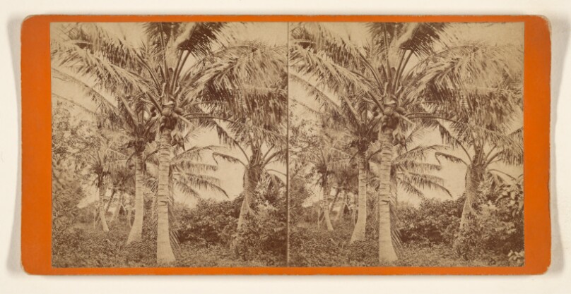 [Cocoanut tree]