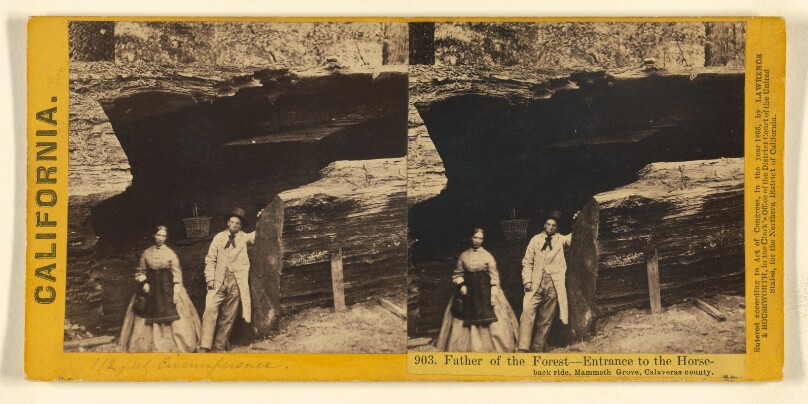 Father of the Forest - Entrance to the Horseback ride, Mammoth Grove, Calaveras county.