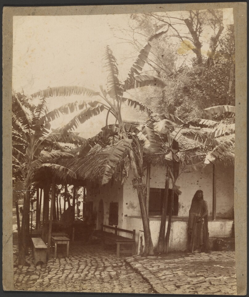 [House with palm trees]