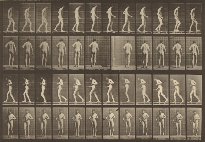 Animal Locomotion