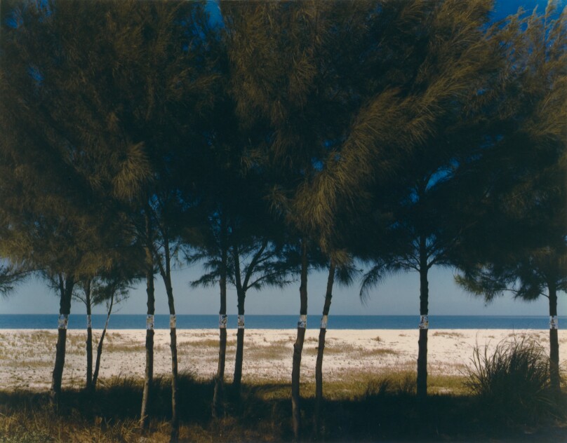 Australian Pines, Fort DeSoto, Florida
