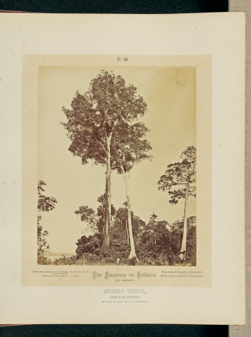 Muera Tinca