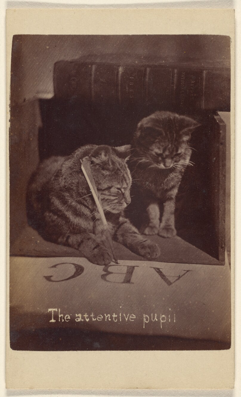 The Attentive Pupil