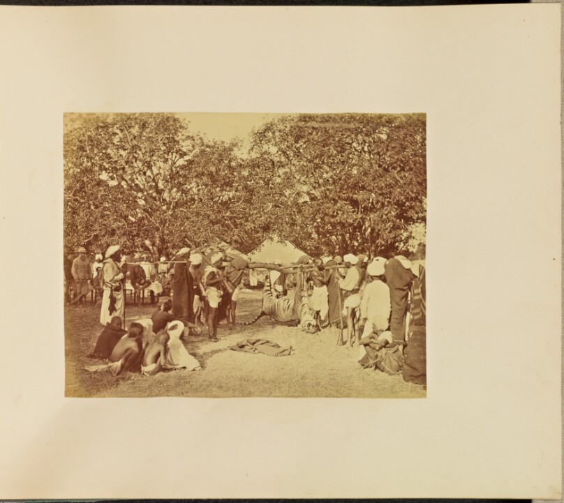 [Captured Tiger in Camp]