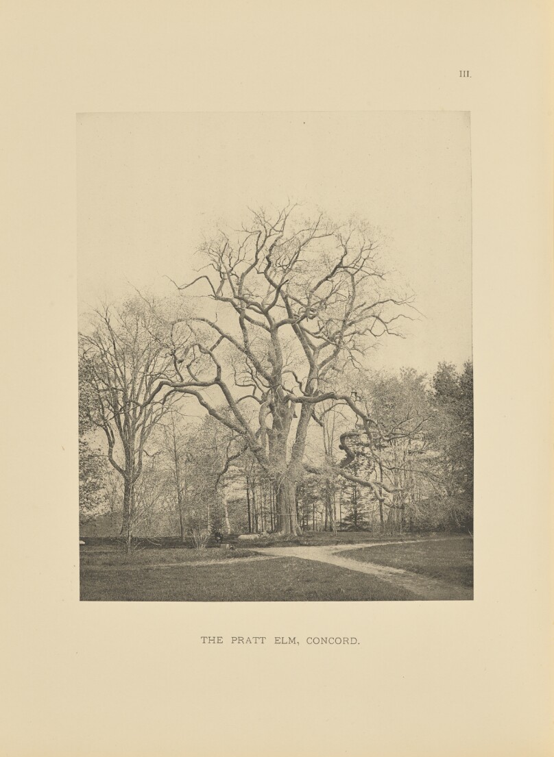 The Pratt Elm, Concord