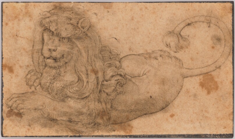 Study of a Lion