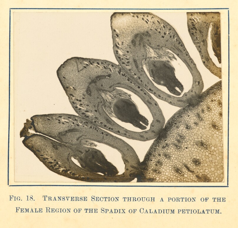 [View of Caladium Petiolatum Plant- Transverse Section]