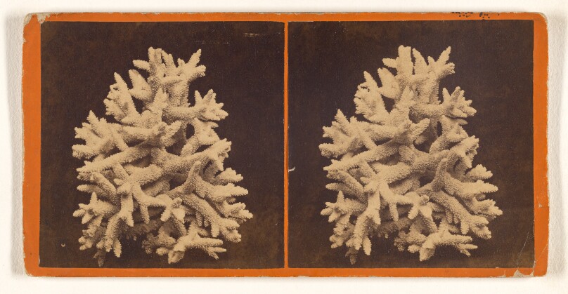 Finger Coral.