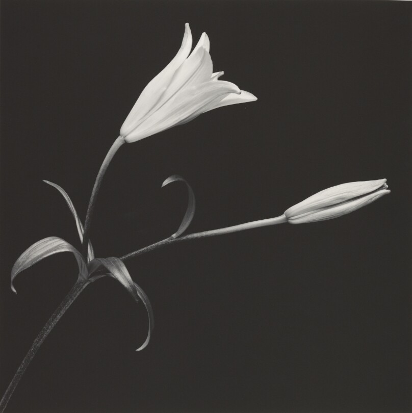 Lily