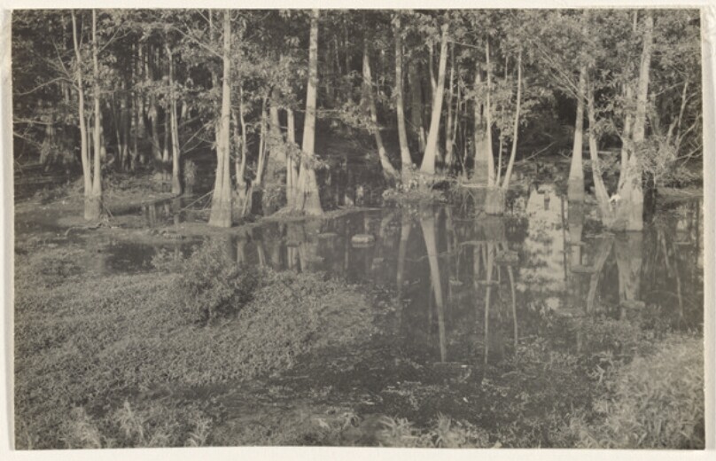 [Faulkner Country: Cypress Swamp]