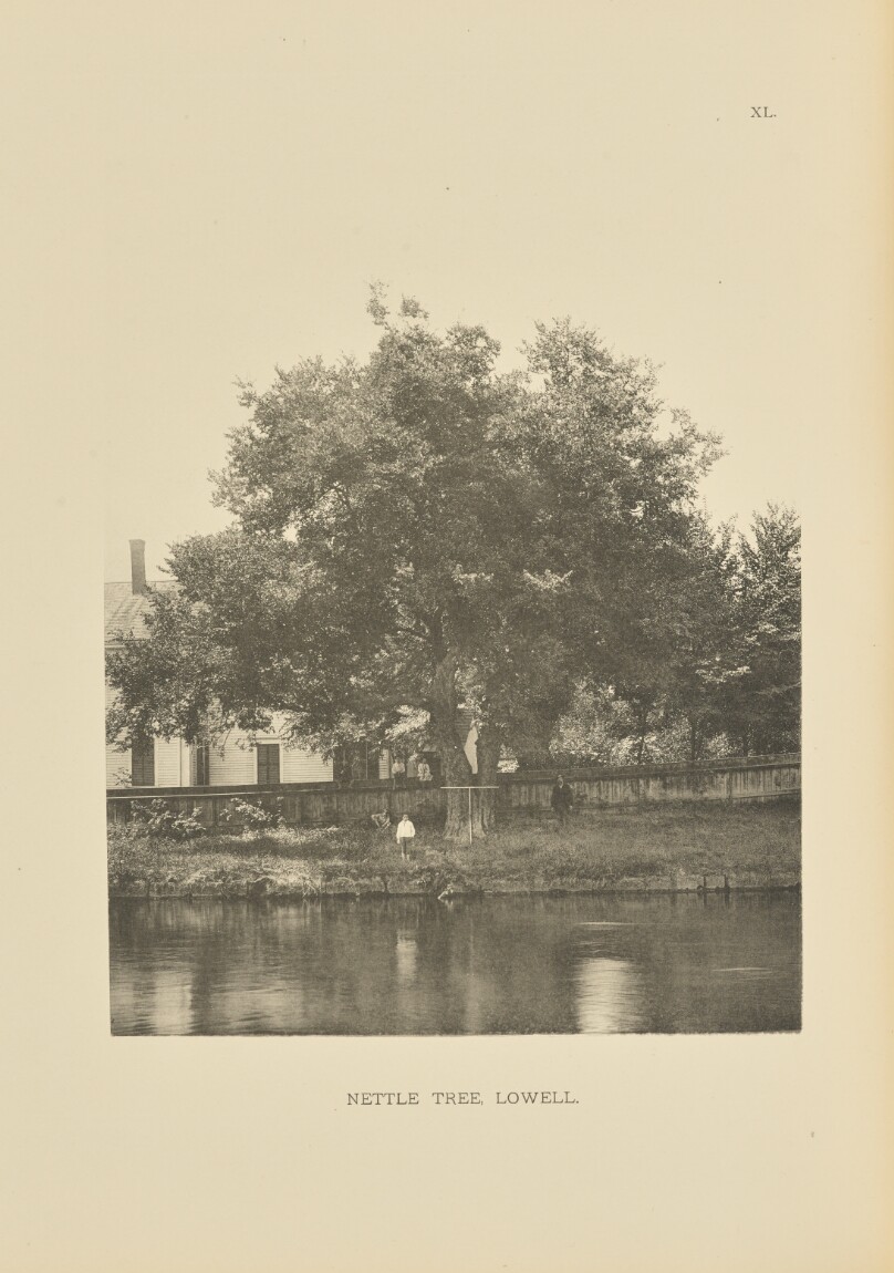 Nettle Tree, Lowell