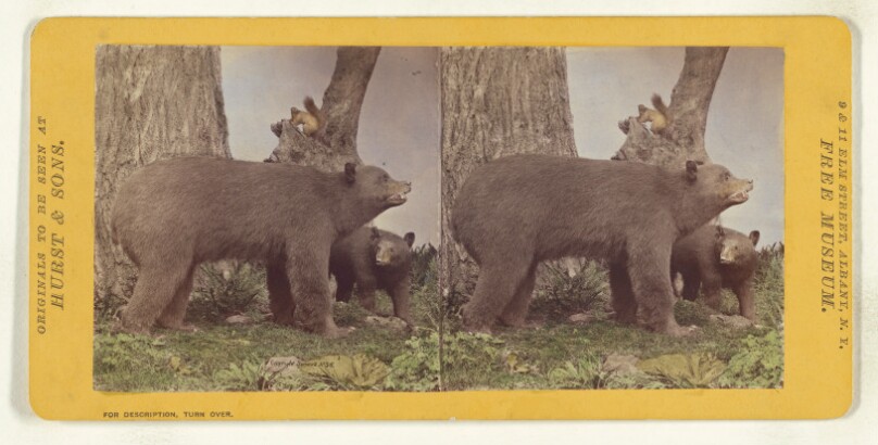 Class I, Order III, Carnivora. Family Ursidae. The American Black Bear...