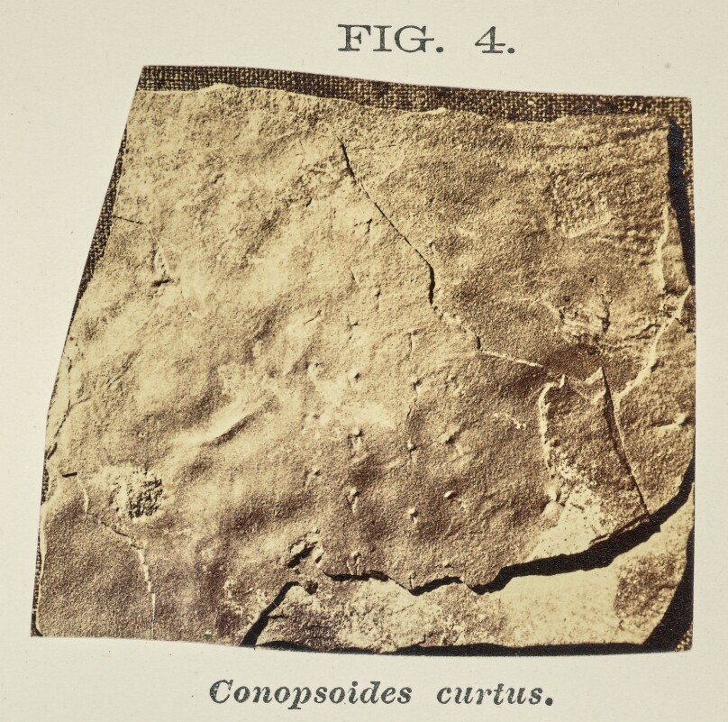 Conopsoides curtus