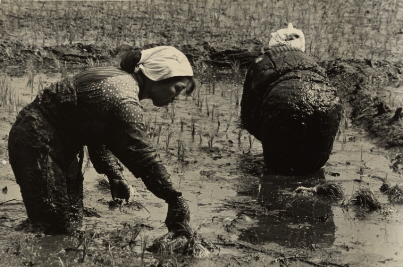 Rice Planting, Toyama Prefecture