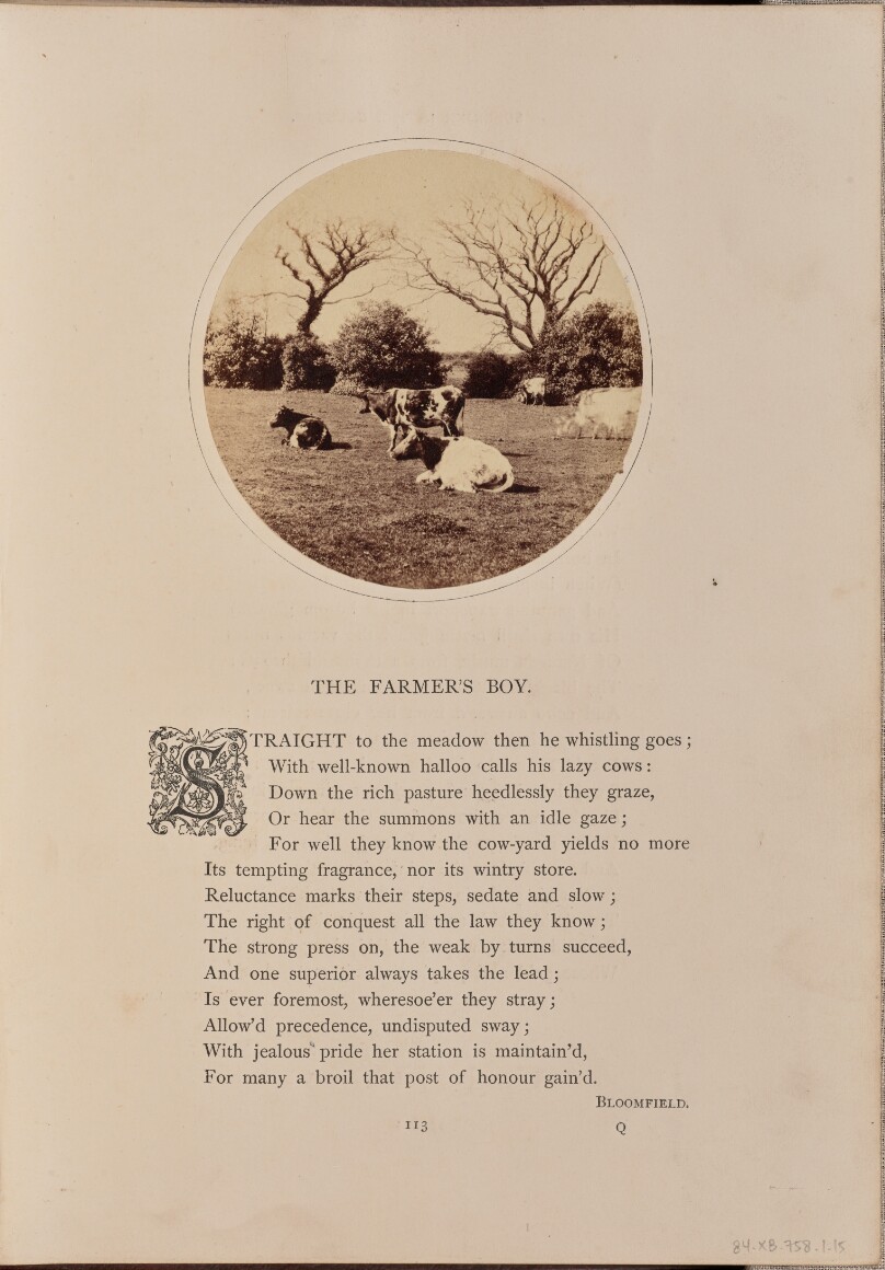 [Pastoral scene with cattle resting in a field, England]