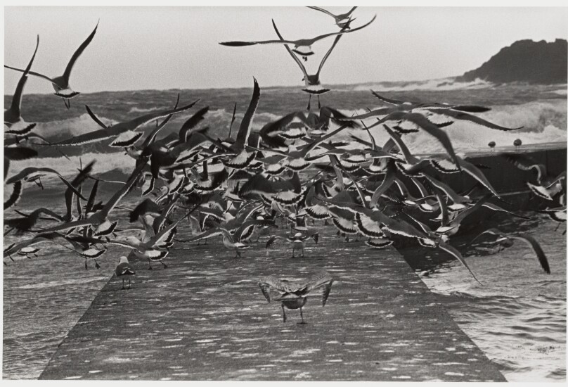 Esashi (birds over pier and ocean)