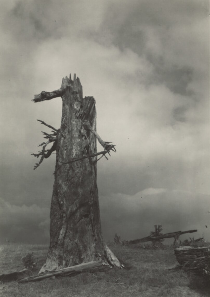 [Vanished Statues: A Walk in Mionsi Forest]
