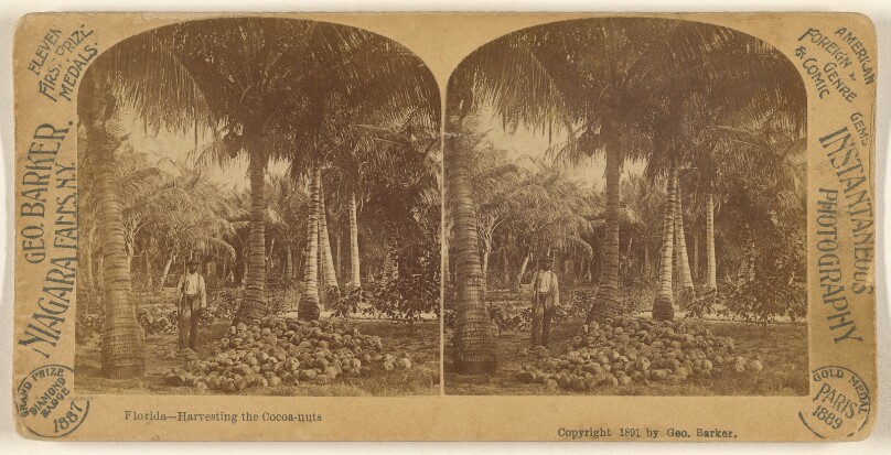 Florida - Harvesting the Cocoa-nuts