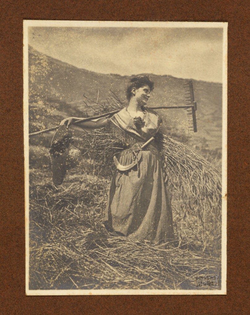 [Harvesting wheat]