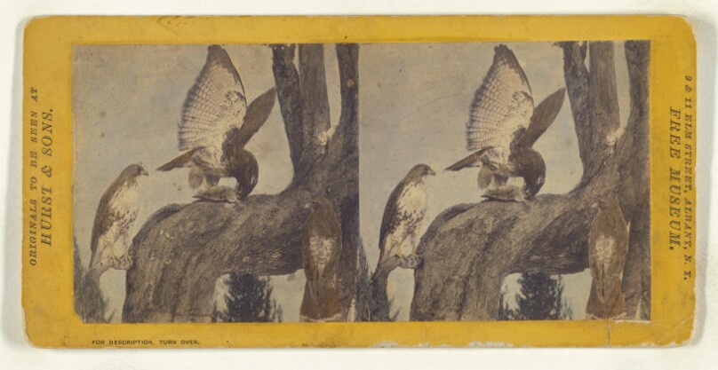Class II, Order I, Accipitres. Family Falconidae. Red Tailed Buzzard.