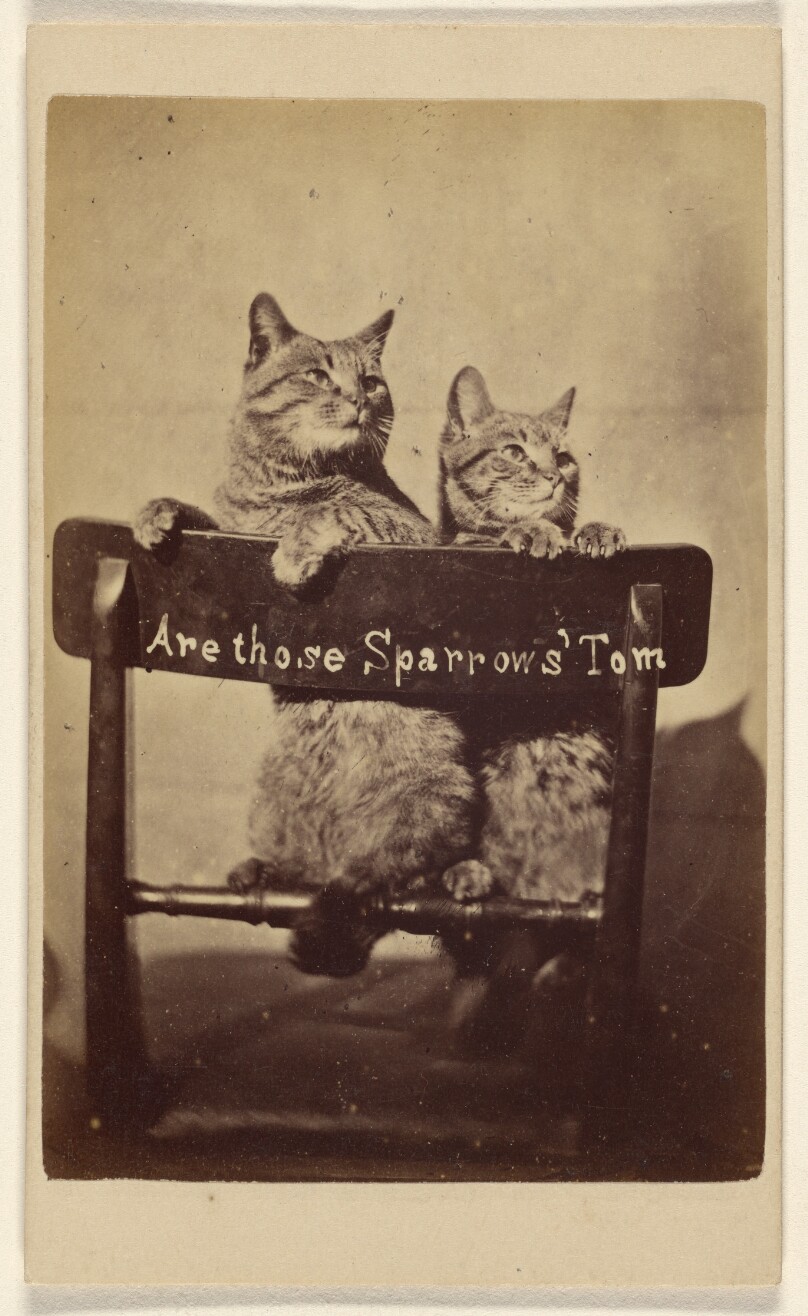 Are Those Sparrows' Tom.