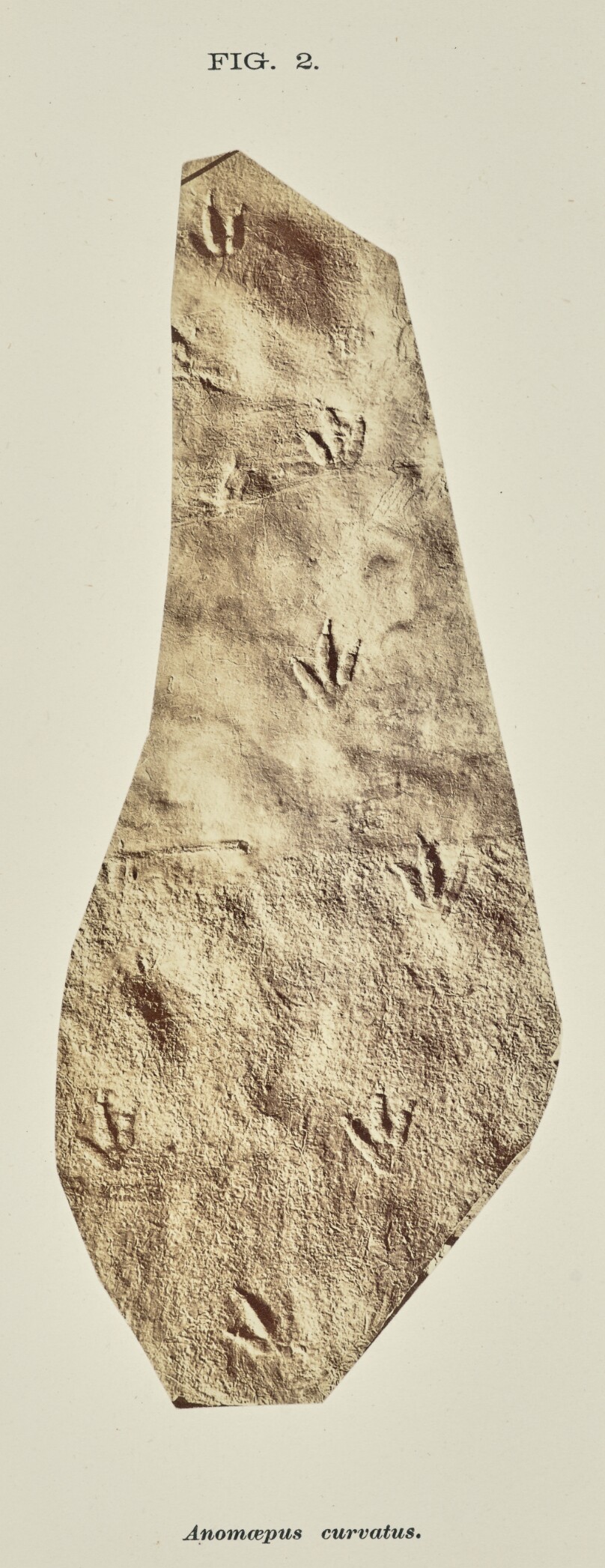 Anomœpus curvatus
