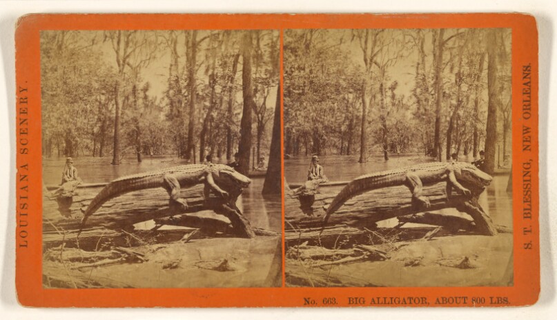 A Big Alligator. Weighing About 800 Pounds.