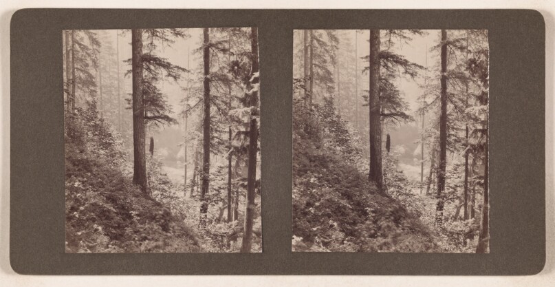 [Forest scene]