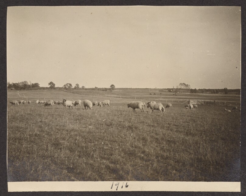 [Field of sheep]