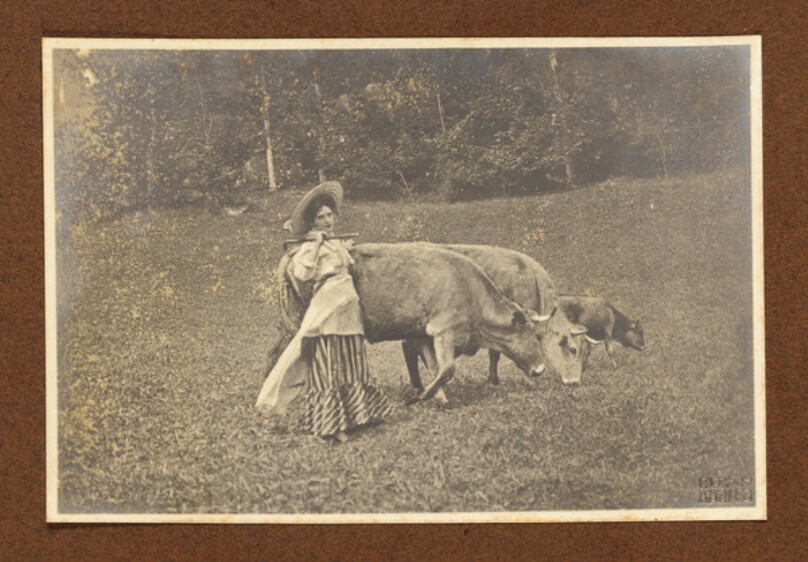 [Girl and Cows]