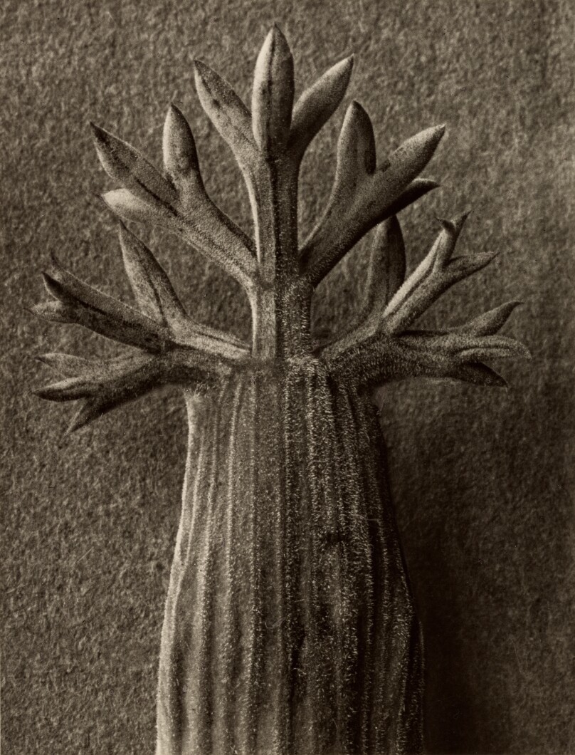 Seseli gummiferum