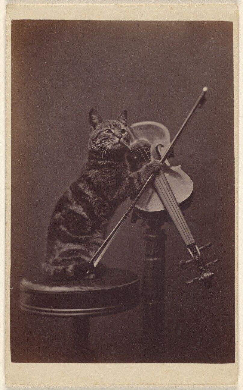 [Cat on a stool "playing" a violin]