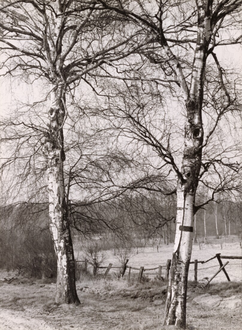[Landschaft mit Birken]