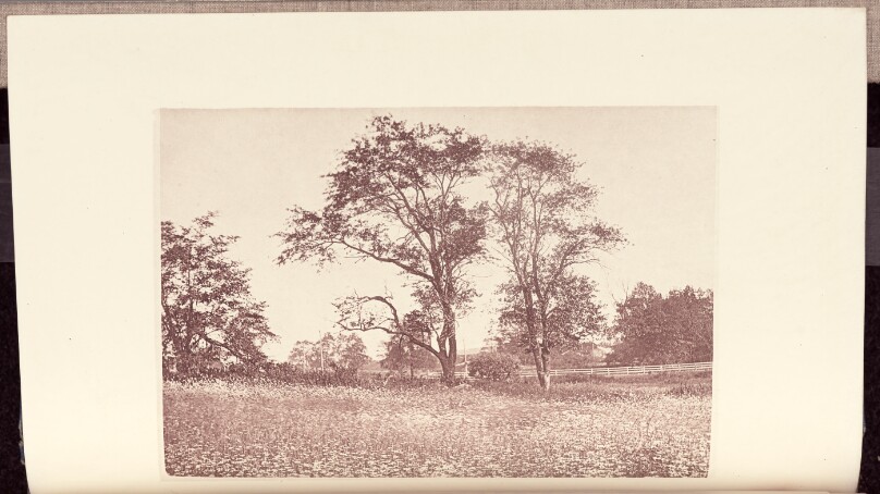 Cherry-trees near Isabel's Island in Beverly