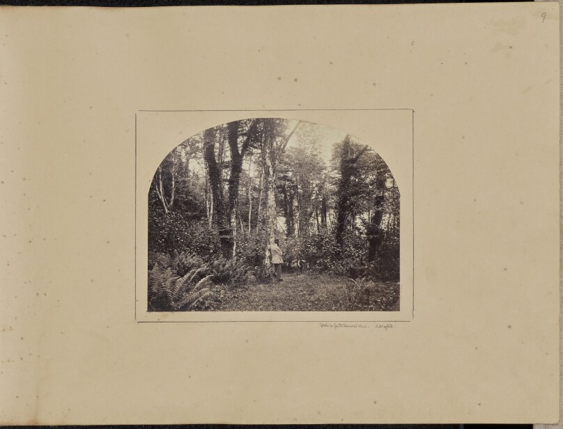 Glade in Castletownshend Wood