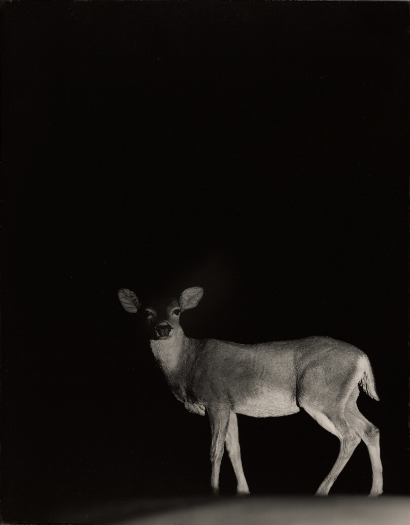 Eileen Cowin
