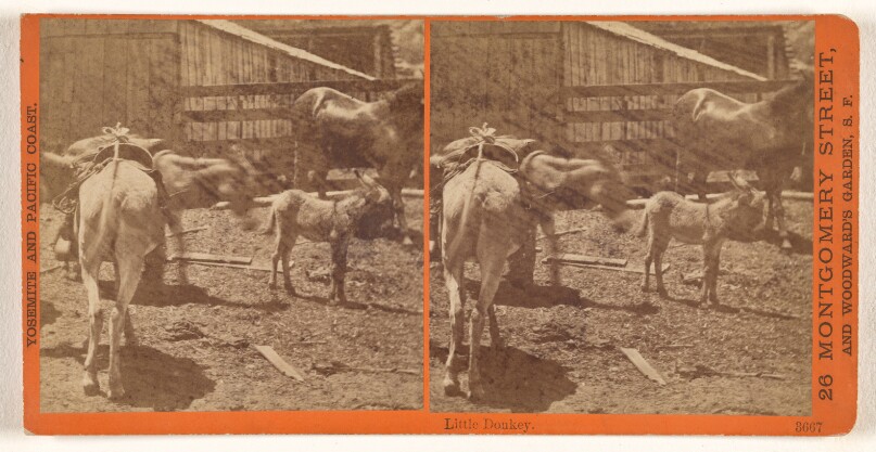 Little Donkey.