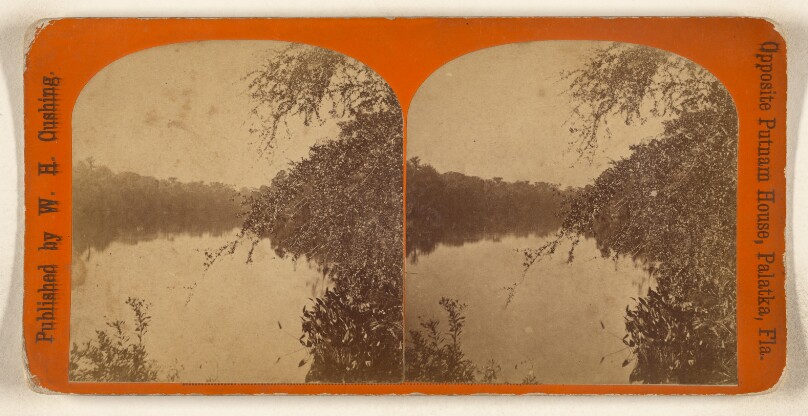 [View on the Ocklawaha River, Florida]