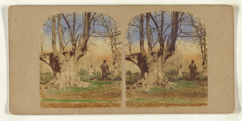 Burnham Beeches. (The finest Specimens in the World.)